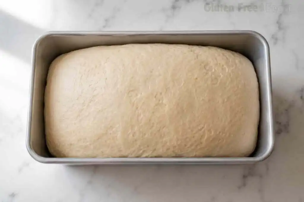 Risen gluten free bread dough in a loaf pan ready to bake